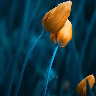 2023年香港资料精准手机app下载